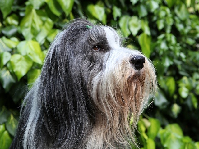 Bearded Collie thumbnail